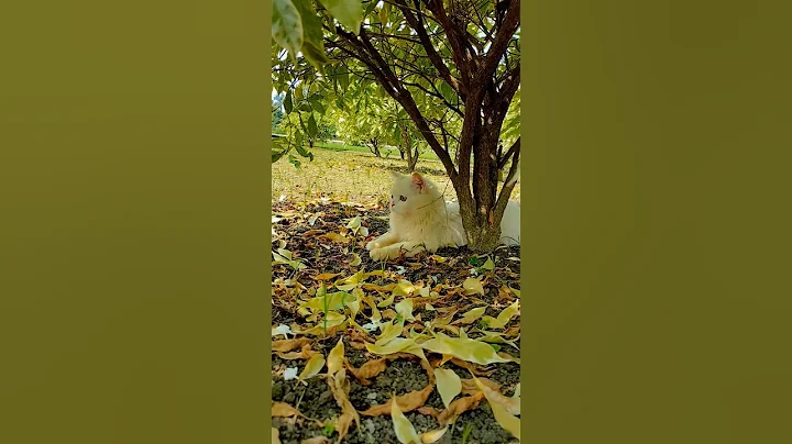 Video 11321561: royal canin persian cat, royal canin persian kitten, royal canin persian white, face persian royal canin, persian cat kitten doll, persiancat cat