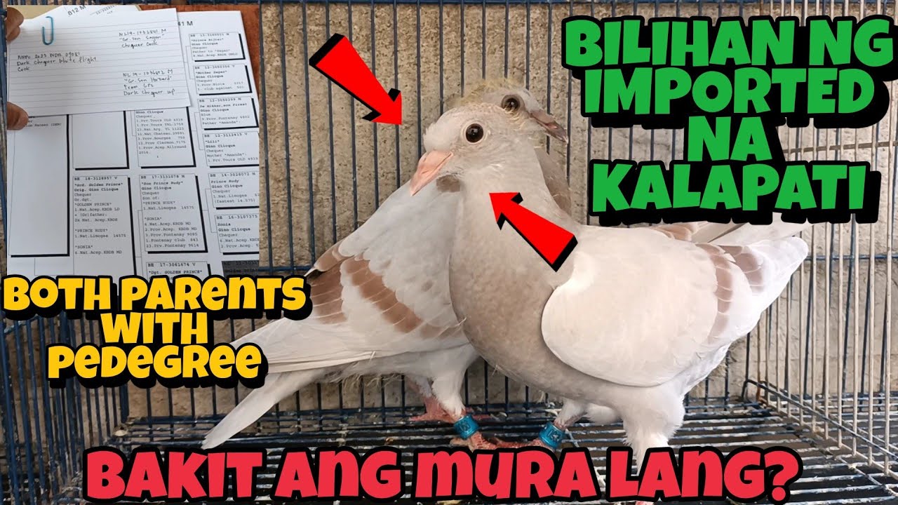 BILIHAN NG IMPORTED NA KALAPATI SA FAIRVIEW, SOBRANG MURA LANG! DAGDAG PWERSA SA ATING ALARCON LOFT!