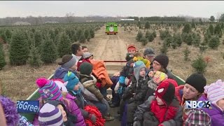 Exploring Wisconsin with Hayley Tenpas: Tree Farm Magic