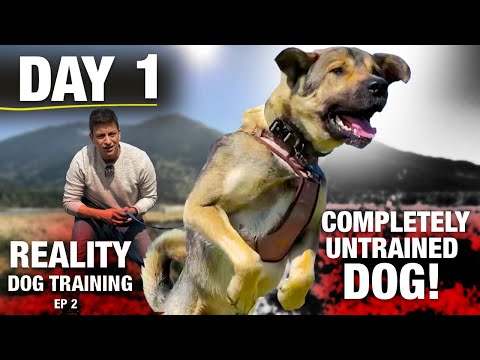 WHAT HAVE I DONE?! First Day of Training with This COMPLETELY UNTRAINED DOG. [Reality Dog Training]