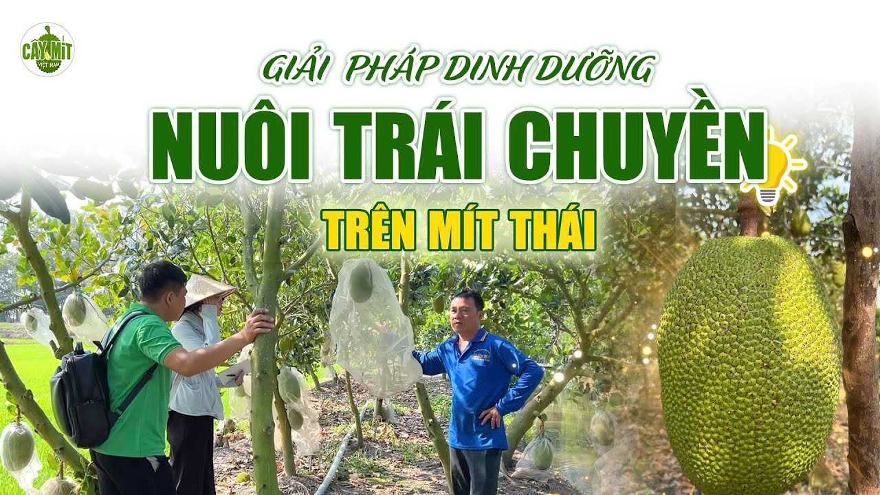 GIẢI PHÁP DINH DƯỠNG NUÔI TRÁI CHUYỀN #caymitvietnam #kythuattrongmit