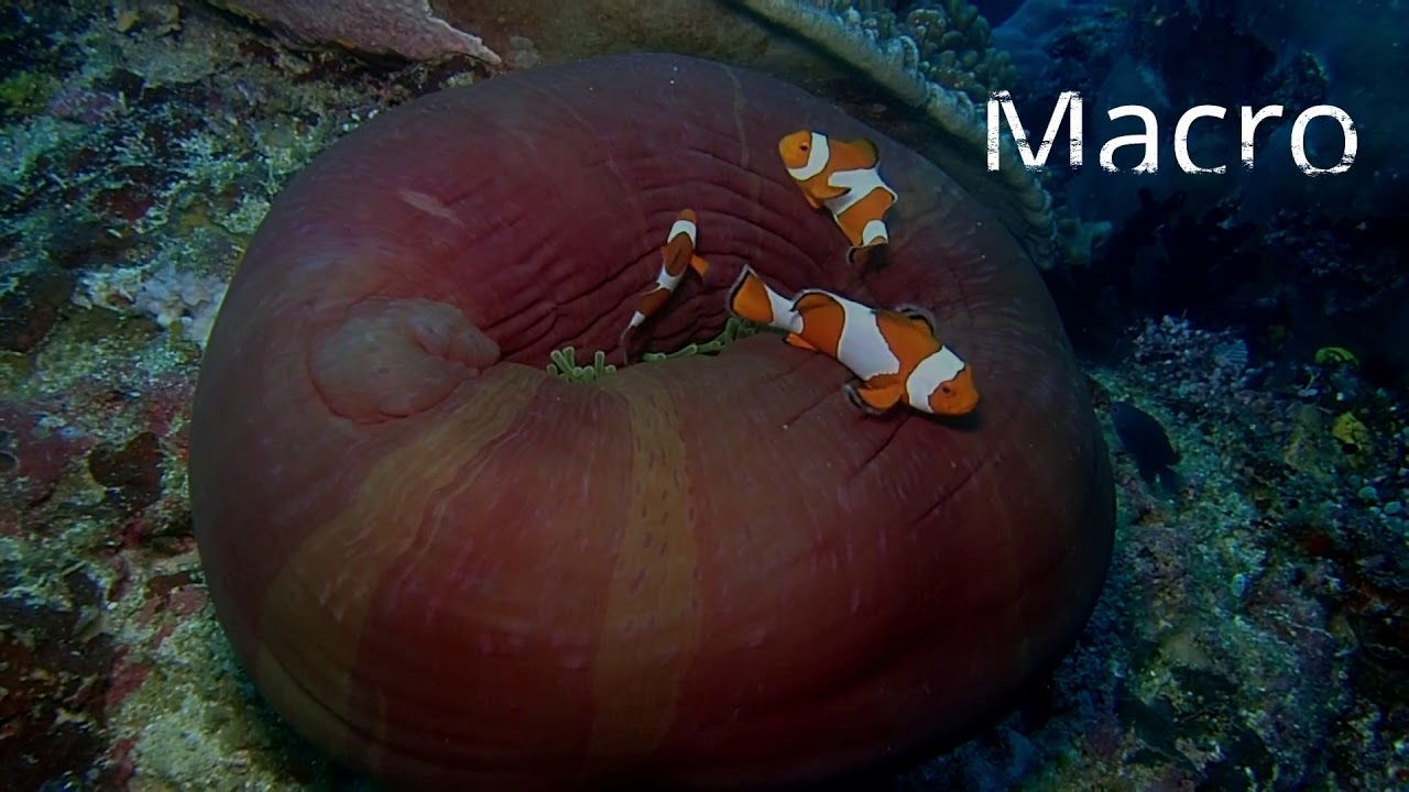 Raja Ampat Indonesia 2019 Sea Zoom