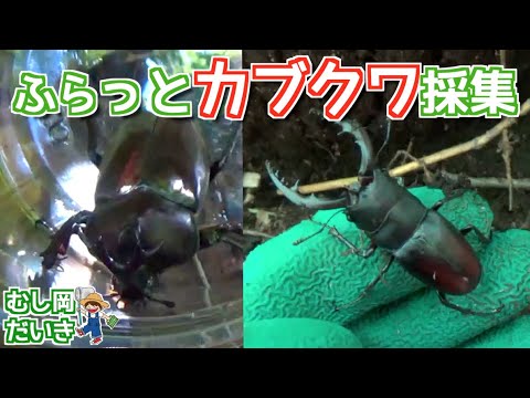 イマキラ12冊　1994〜1998 インセクトマートのクワガタムシ採集記 宝の地図【クワガタムシ】採集地ガイドが掲載されている書籍紹介