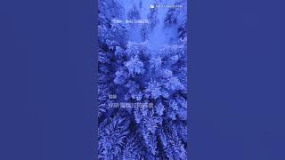 《雪緣》 原唱: 王藝瑾 2024 (Jennifer翻唱)