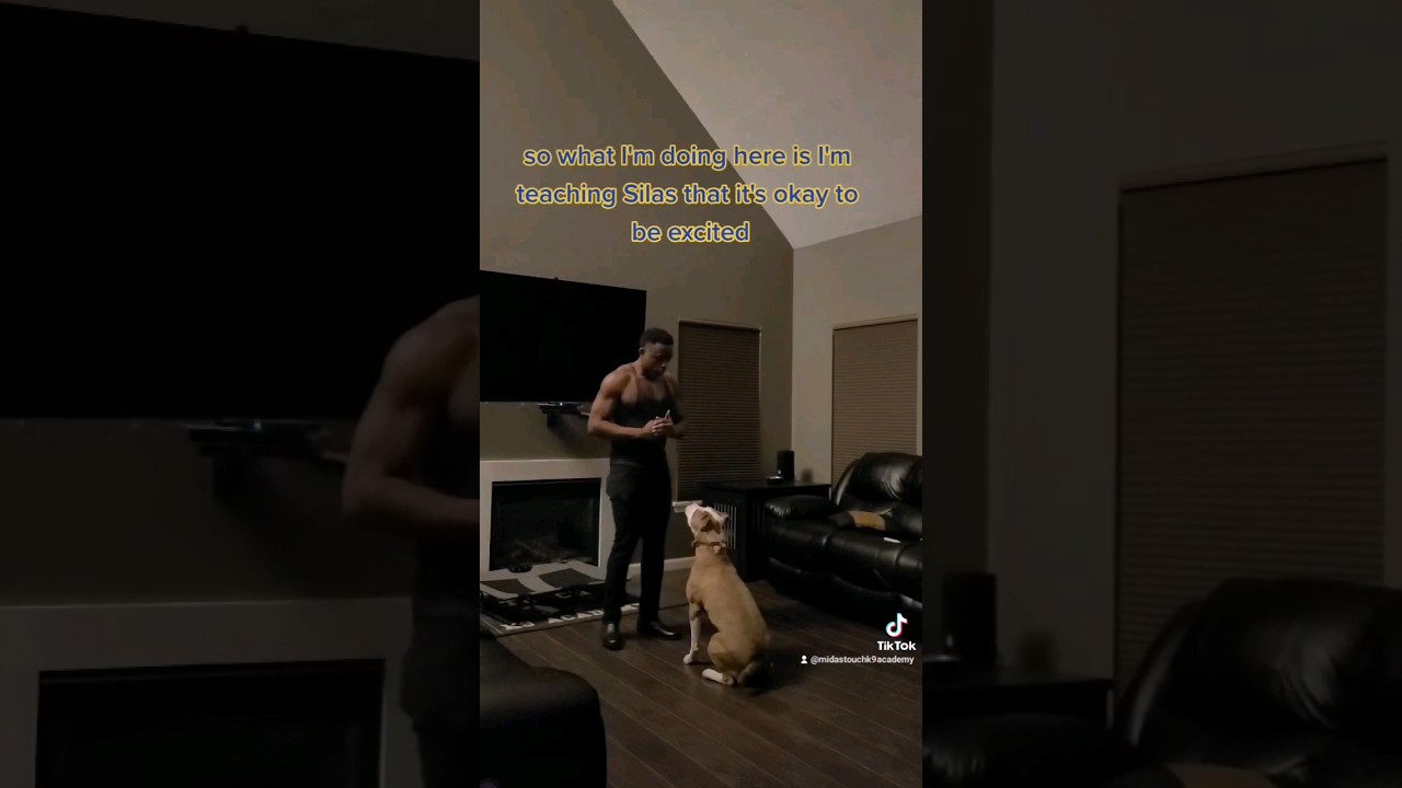 How to STOP any DOG from JUMPING UP!!! With Silas the Pit Bull!