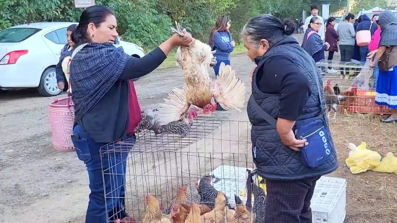Tianguis de Animales en San Juan Mixtepec Juxtlahuaca Oaxaca México