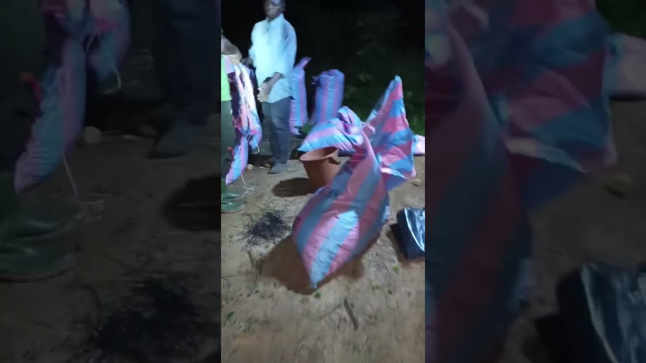 récolte de piment vert 