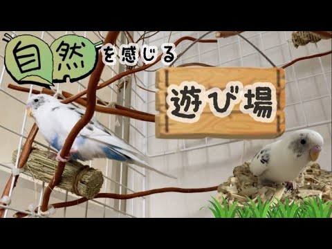 セキセイインコ】100均／簡単手作りバードアスレチック - YouTube