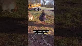 Famous Can a hen survive being egg bound with cracked egg? Net Worth