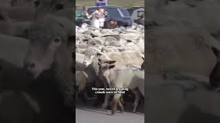 Annual Sheep Migration Halts Roads in Idaho