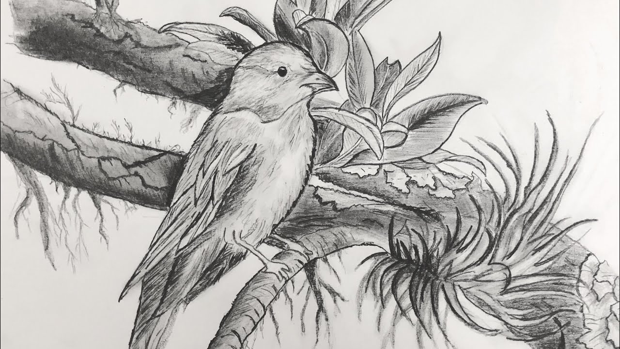 Introduction to Drawing Birds at DVSA! | Barry Coombs Art Workshops