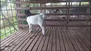 My little herd is growing#goatfarming