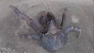 Coconut Crab - Uga on Niue Island @NiueanSnake