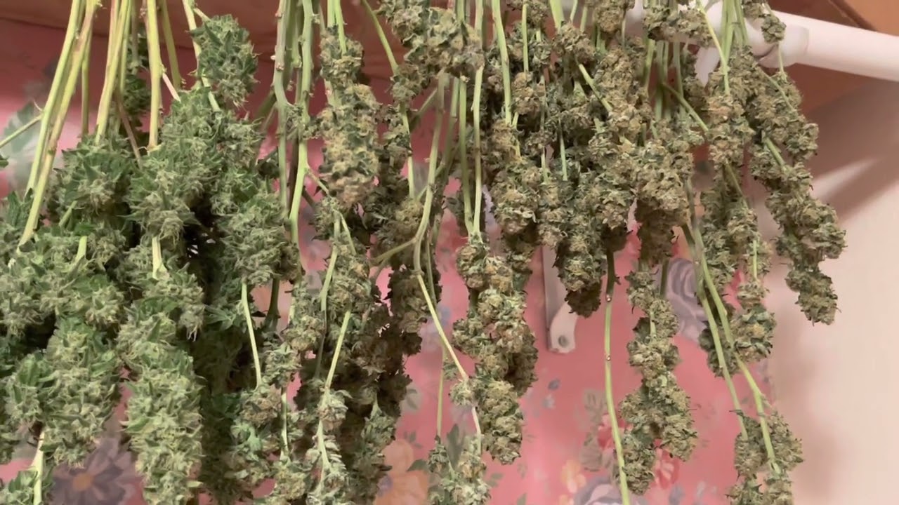 Cannabis ￼Harvest & Cure / White Tahoe Cookie was the star!