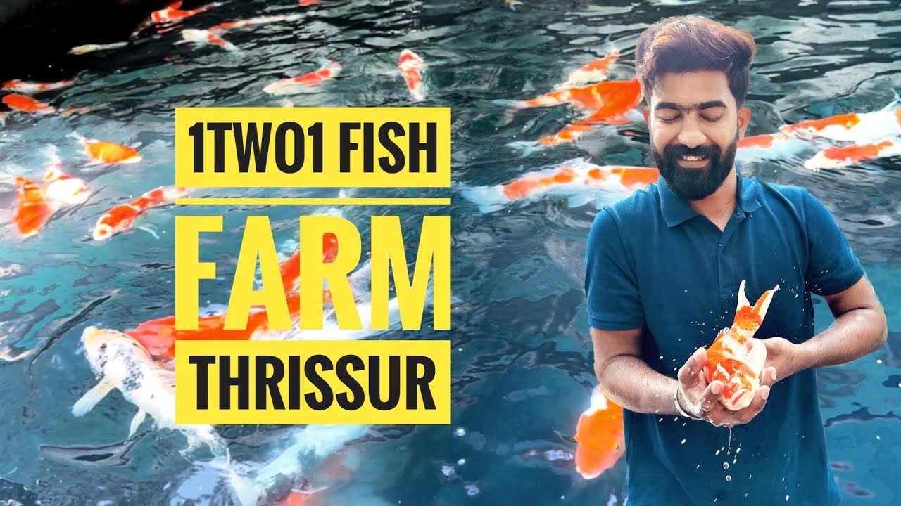 Thrissur fish farm cheap and best quality koi carp ! YouTube