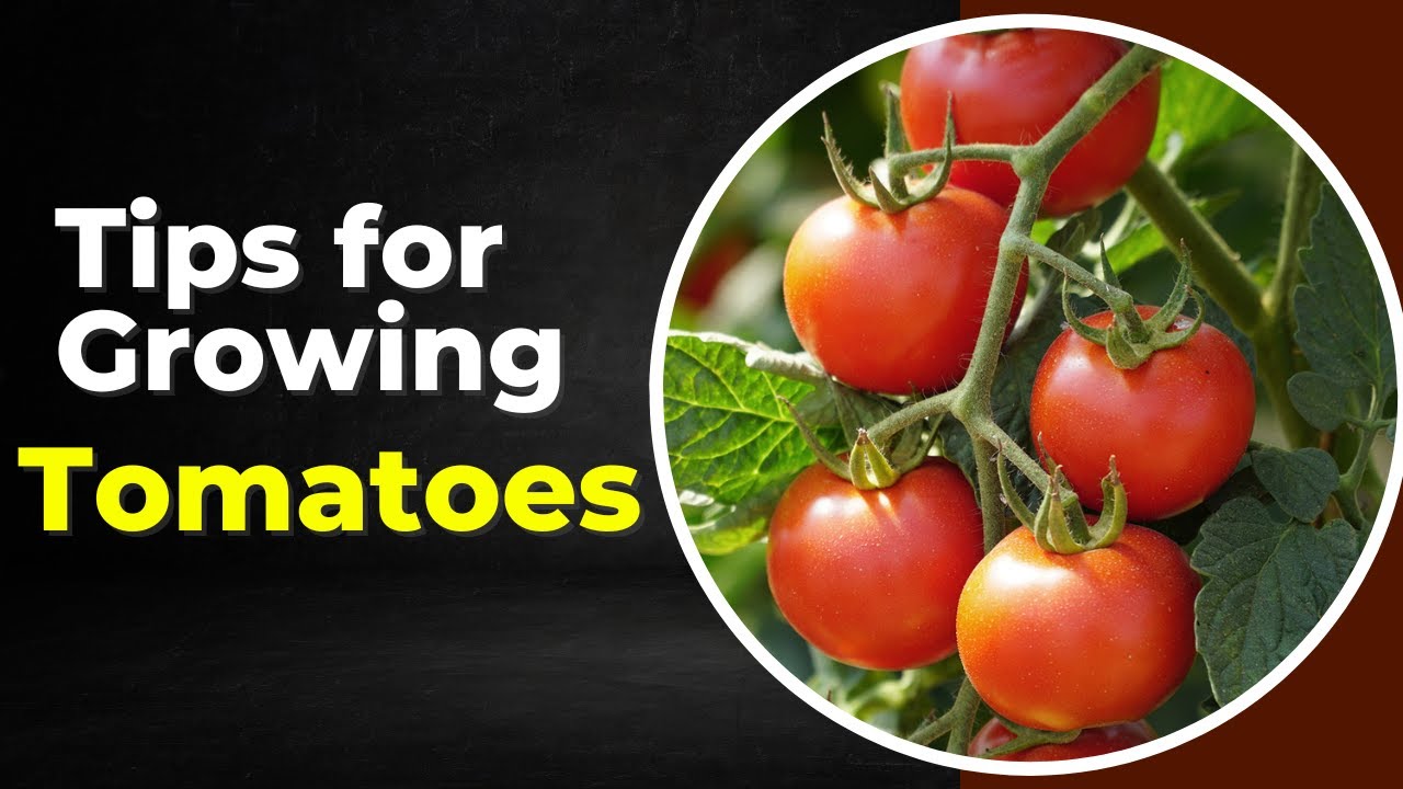 Easy Tips for Growing Tomatoes YouTube