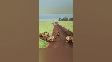 اسد ضد ضباع Lion Vs Hyenas 