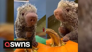 Adorable video shows Rico the porcupine munching on a pumpkin | SWNS