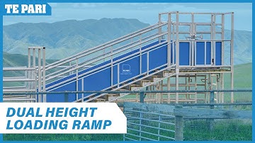 Unloading Cattle | Dual Height Loading Ramp