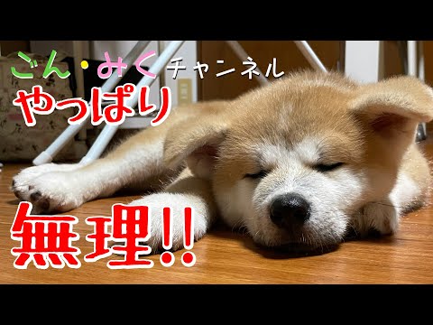 お母さんの独り言 【秋田犬の仔犬を迎えて】　秋田犬【ごん・みく チャンネル】