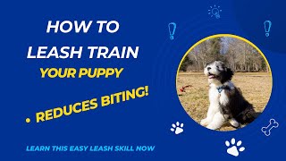 Teach Puppy to Walk on a Leash