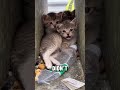 poor cat🙁 #youtubeshorts #youtube #comentary