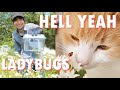 Kidnapping ladybugs from public Japanese parks