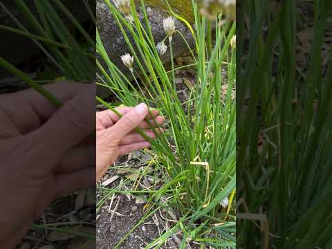 Videó: Snidling a kertben: Információk a metélőhagyma termesztéséről és betakarításáról