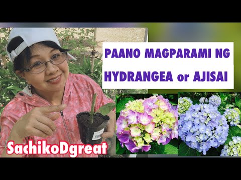 Video: Pagpaparami ng Hydrangea: Paano Mag-ugat ng mga Pinagputulan Mula sa Hydrangea