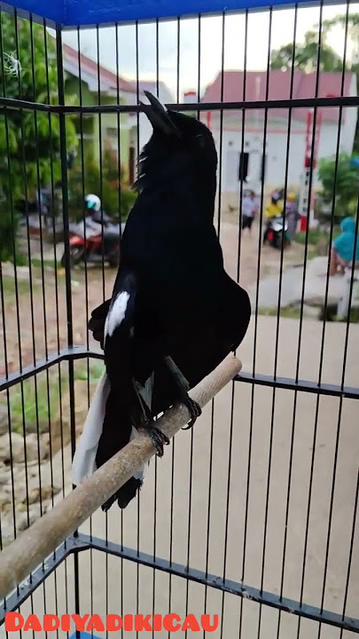 kacer DAHIT (dada hitam) gacor teler nya pool,MANTAP jiwa