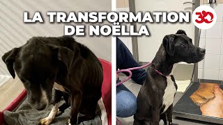 La transformation de Noëlla, la rescapée de Noël by  30 Millions d'Amis 23,542 views 3 months ago 2 minutes, 44 seconds