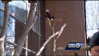 Wildlife expert doubts killing of bald eagle an accident