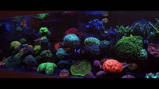 : shallow reef update