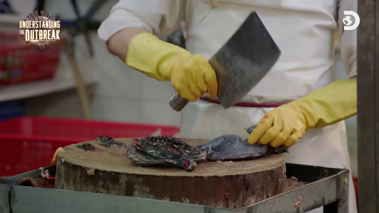 Understanding The Outbreak [1/5]: Viruses Explained