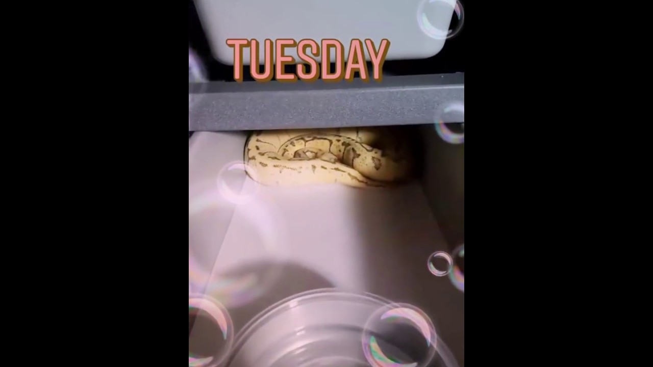 camera iphone 8 plus apk Pastel Pinstripe Enchi Lucifer