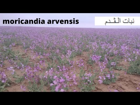 نبات الڨدم  moricandia arvensis