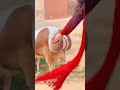 Big fat ass goat Big fat ass goat 🐐😂😂#shorts #youtubeshorts #viral #funnyanimals #goat  #YTshorts