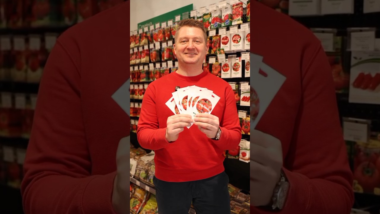 С этими томатами вы забудете о фитофторе и постоянных обработках! А еще они урожайные и вкусные