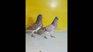 Surkh Jaldar Bachy #propigeon #pigeon #kabootar  #pigeons  #kabootarbazi #pigeonlover #pro #shorts Resimi