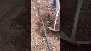 Cómo Plantar Un Algarrobo?