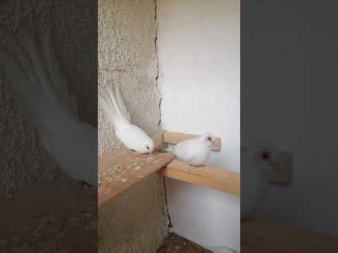 حمام ملكي حلالي جديد سعر 15ورقه