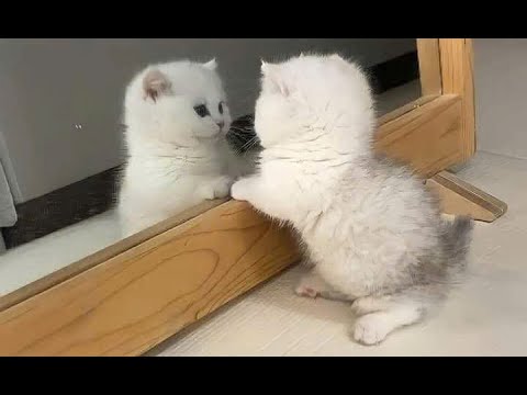 Funny Animal Moments That Make Your Day #26 - YouTube