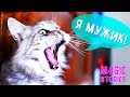 НАШ КОТ ДЕВОЧКА?! ИСТОРИИ MAGIC FAMILY МЕЙН КУН МАЛЕНЬКИЙ