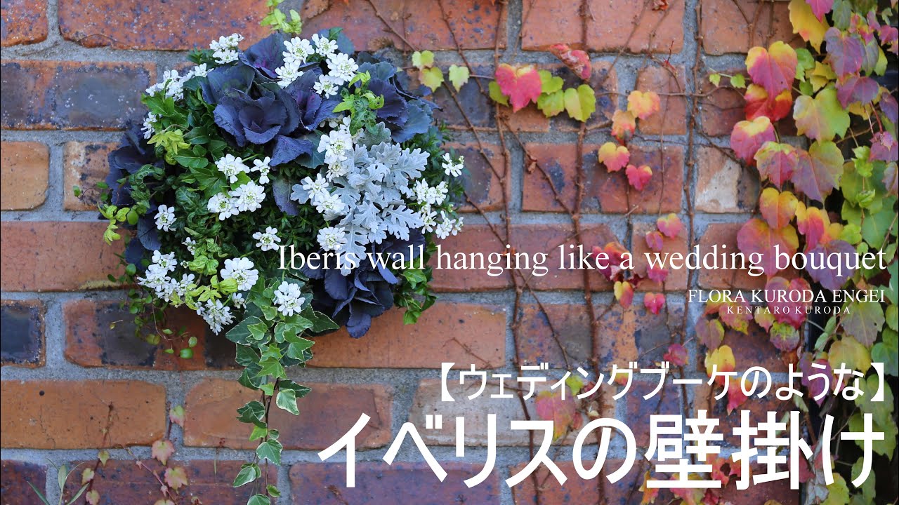 寄せ植え／イベリスの壁掛け　ウェディングブーケのようなハンギング　【冬のガーデニング】イベリス ‘ブライダルブーケ’-フローラ黒田園芸-4K ULTRA HD
