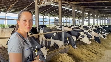 11,000 LITERS OF MILK PER DAY WITH 290 LACTATING COWS - SANTA ELMIRA FARM, BRAZIL 🇧🇷