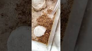 Vacuum Cleaning My Biggest Ant Farm