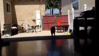 Luna Session At Bgsk Dojo