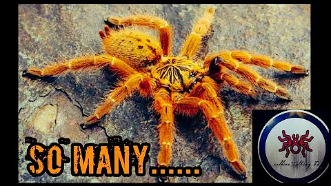 Pterinochilus murinus, obt information and care