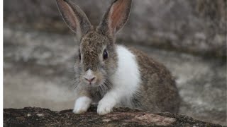 #rabbit#sweetrabbit#beautifulrabbit#smartrabbit#cuterabbit#playingrabbit#smallrabbit