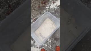 Rinsing Old Aragonite Substrate From The Old Tank.